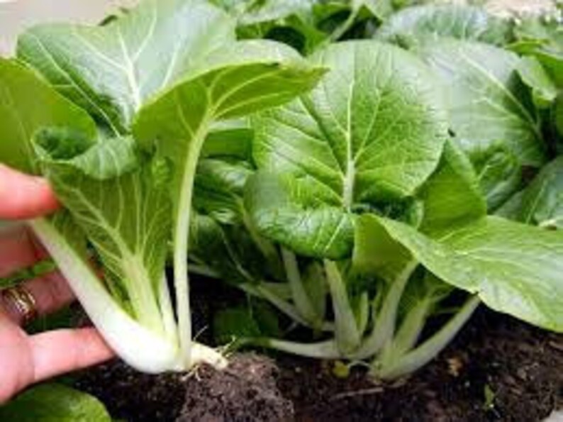Mix ofToy Choy & Canton Pak Choi Easy to grow mild Etsy