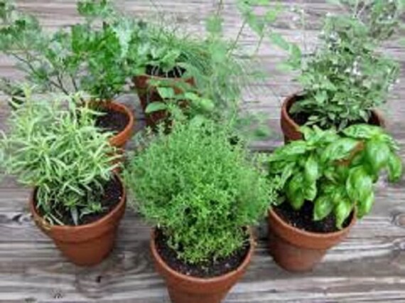 Seed Perennial hot rich mint aroma Organic Non-Gmo Herb-Peppermint 25 Seed Perennial hot rich mint aroma Organic Non-Gmo Herb-Peppermint 25