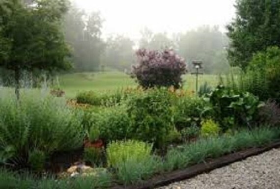 Seed Perennial hot rich mint aroma Organic Non-Gmo Herb-Peppermint 25 Seed Perennial hot rich mint aroma Organic Non-Gmo Herb-Peppermint 25