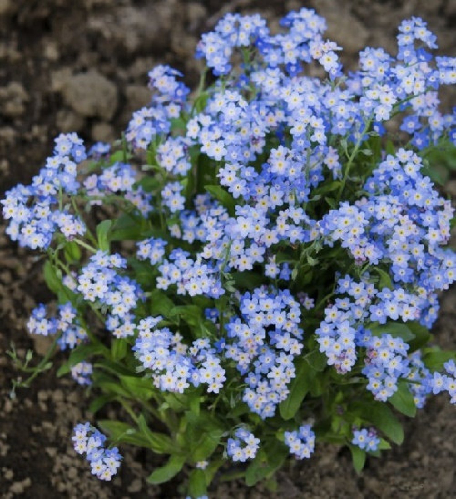 Cynoglossum Blue Menot Mounding Plants Which Are Etsy Canada