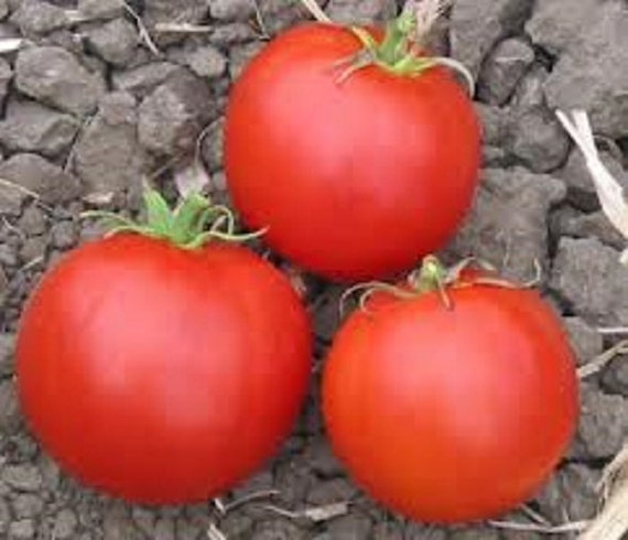 Organic Garden Vegetable Seeds NON GMO Heirloom NON Hybrid Seeds From Canada