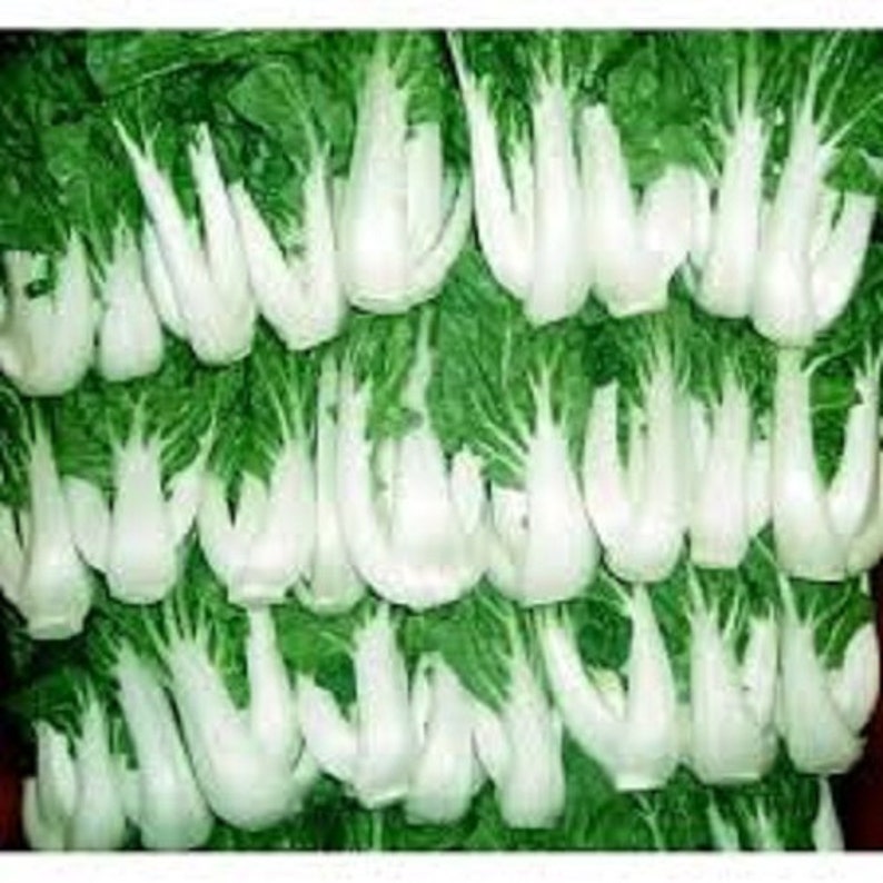 Mix ofToy Choy & Canton Pak Choi Easy to grow mild Etsy