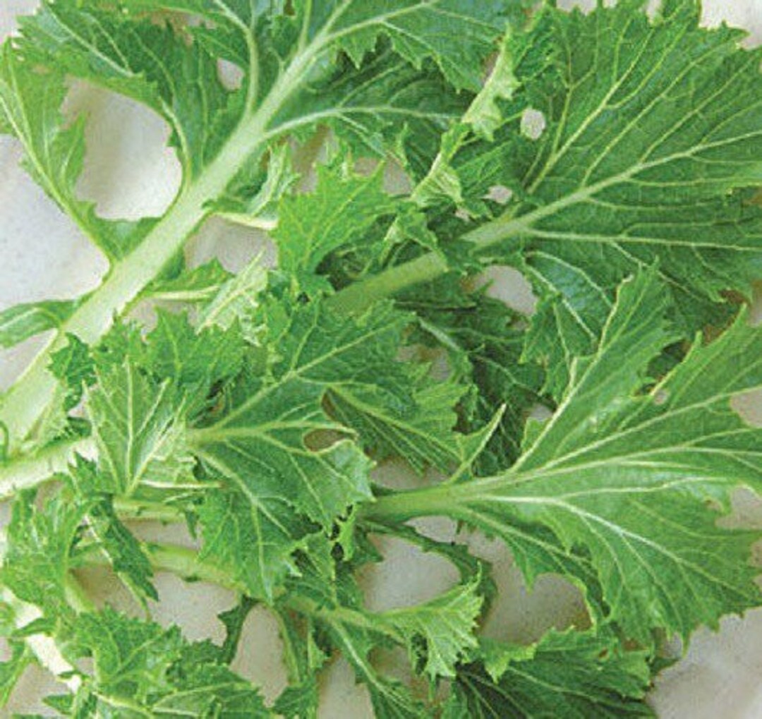 Organic Mustard Greens Mizuna the Heirloom's Leaves Add Etsy