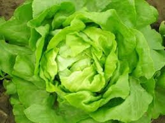 Buy 2 Get 1 Free Organic Heirloom Non Gmo Tom Thumb Lettuce Etsy