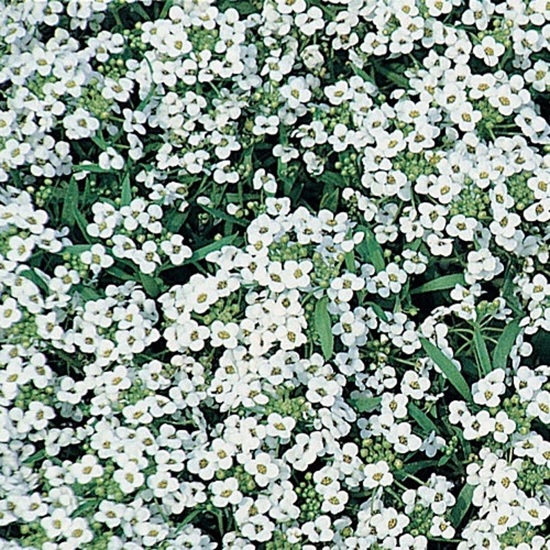 Alyssum Snow Cloth Flower Seedssweet Alyssum Annual Flowers Etsy Canada