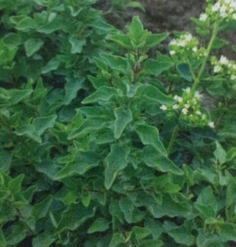 Organic Greek Oregano Herb Perennial Strongest Flavor of All Etsy