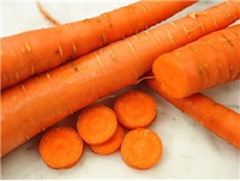 Organic Non Gmo Neptune Carrot Seeds Long Term Storage Etsy Canada