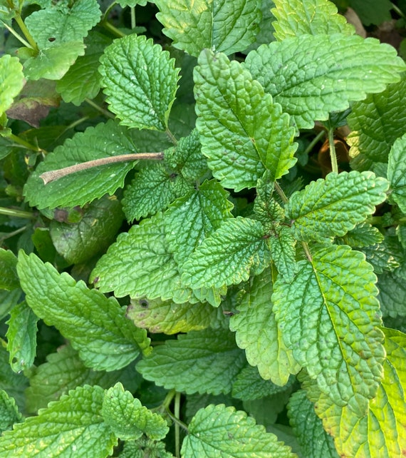 Seed Perennial hot rich mint aroma Organic Non-Gmo Herb-Peppermint 25 Seed Perennial hot rich mint aroma Organic Non-Gmo Herb-Peppermint 25