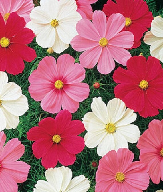 Cosmos-Sensation Mix-flower graines Hardy annuelle Fleurs en - Etsy France