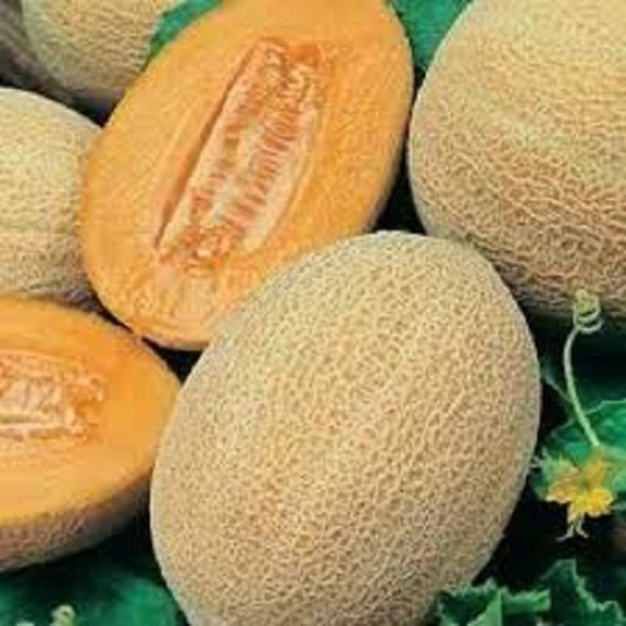 Organic Nongmo Honey Rock Melon Vegetable Seeds Potassium and Etsy