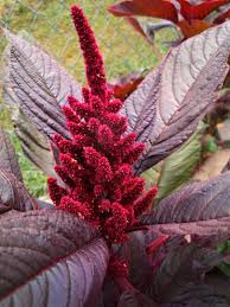red amaranth seedling red amaranth seedling