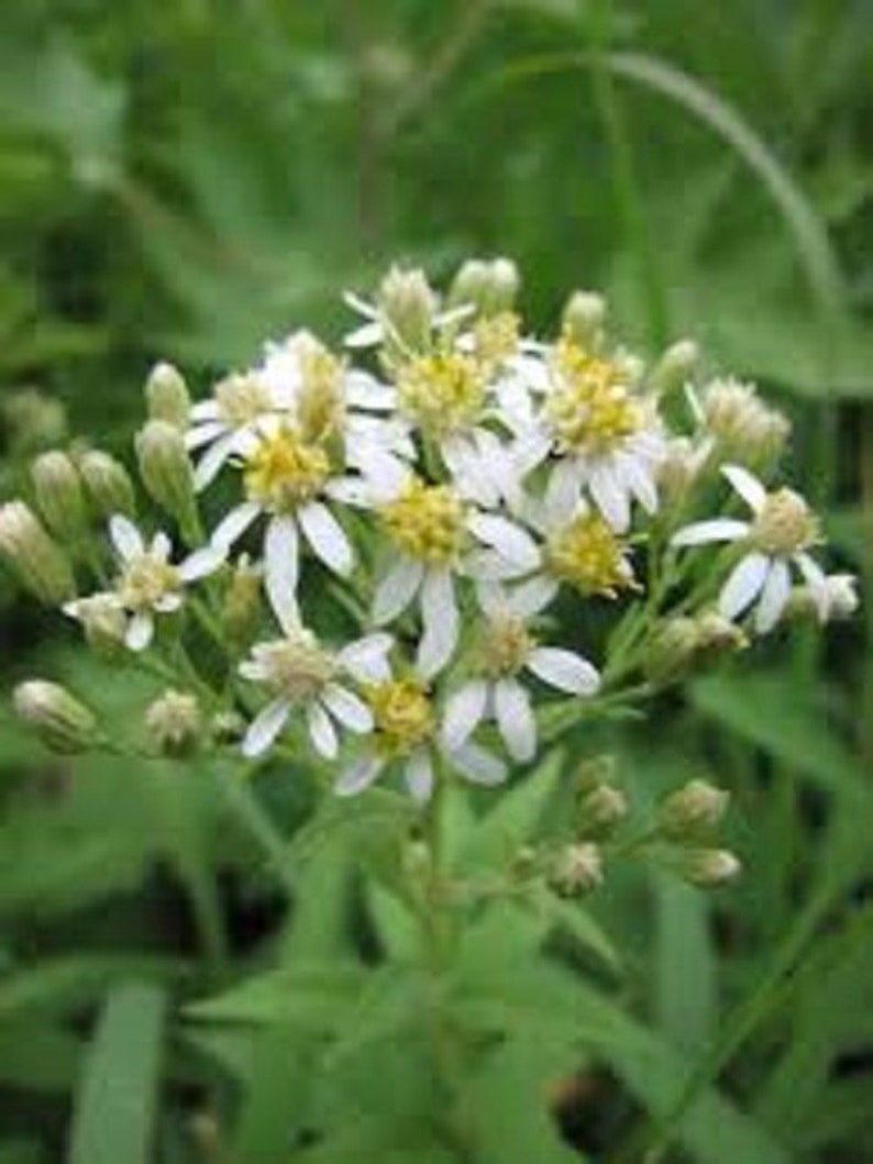 Flat Topped White Aster.This aster is an important host