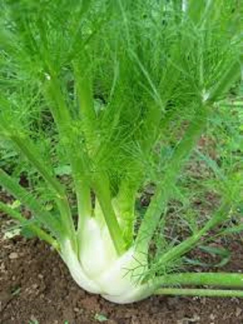 Organic Florence Fennel Herb Biennial Vegetable Seeds Used in Etsy Canada