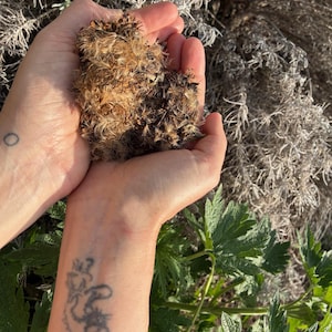 Semillas orgánicas de helenio - Inula helenium