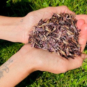 Organic Dyers&#39; Woad Seeds - Isatis Tinctoria
