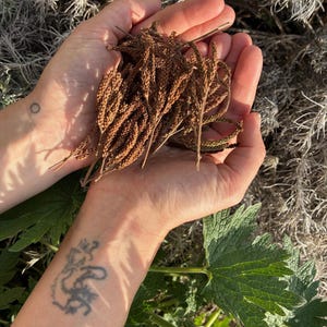 Biologische blauwe ijzerkruidzaden - Verbena hastata