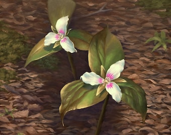 Spring Painted Trillium - Original Ölgemälde einer Wildblume aus Maine / New England 23x30cm