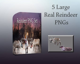 Reindeer Overlay, Real Reindeer PNG, Sale, Christmas Overlay, Reindeer Cut outs, Large Reindeer Png, Photoshop Overlay, Stock Reindeer