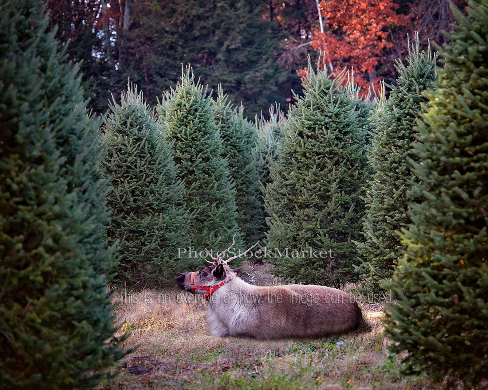 Christmas Tree Farm New England Evergreen Photography Etsy