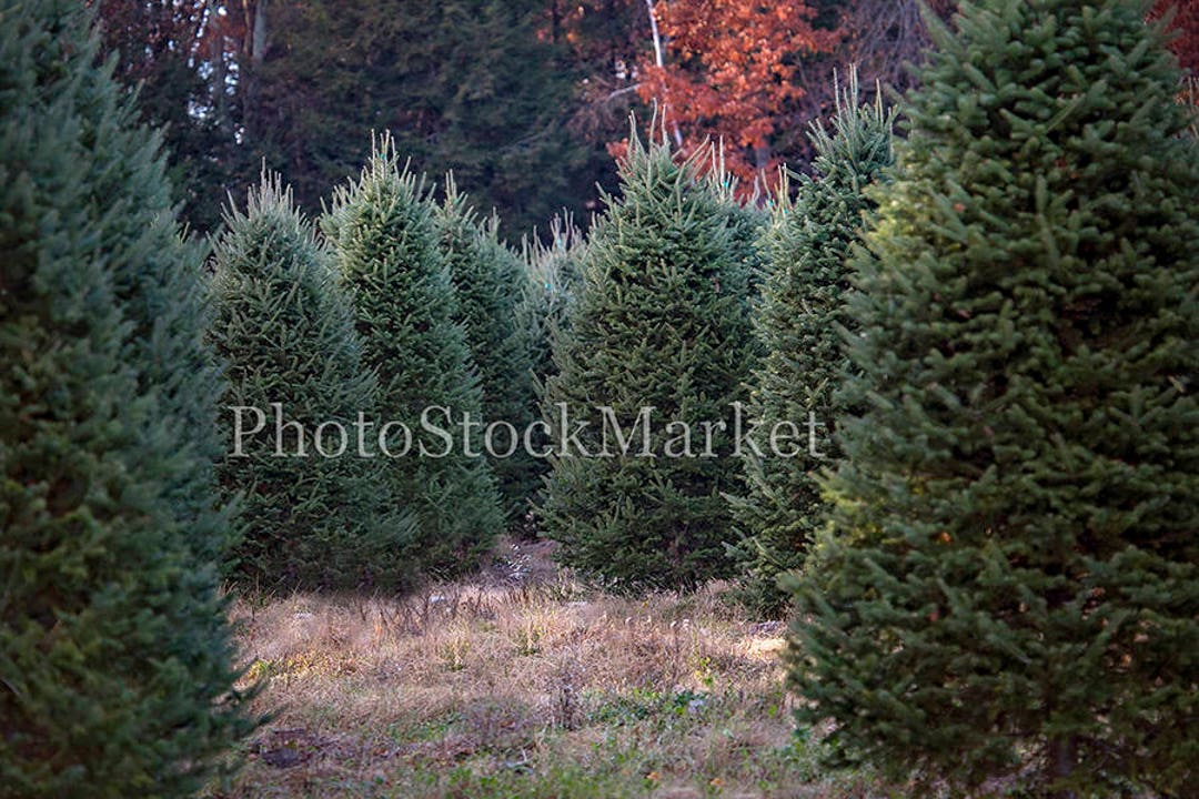 Christmas Tree Farm New England Evergreen Photography Etsy