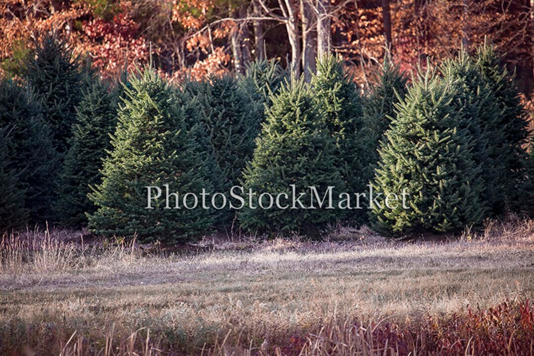 Christmas Tree Farm New England Evergreen Photography Etsy