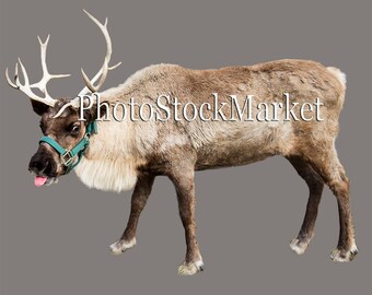 Reindeer Overlay, Real Reindeer PNG, Christmas overlay, Raspberry, Funny Reindeer, Tongue out, Photoshop overlay, Single Reindeer