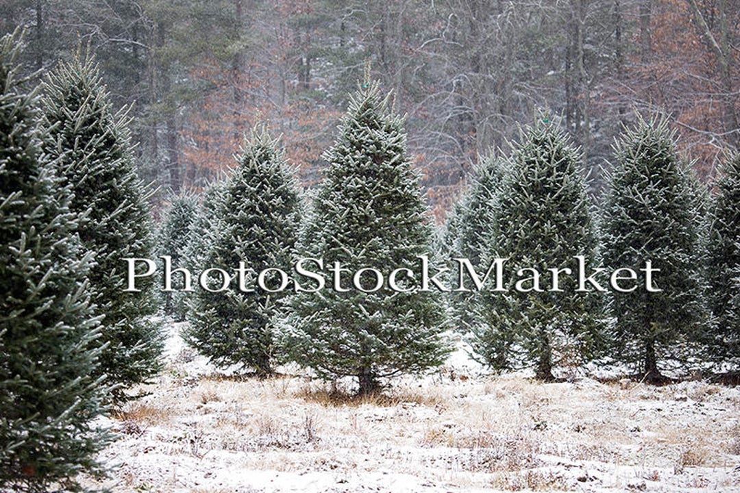 Christmas Tree Farm New England Evergreen Photography Etsy