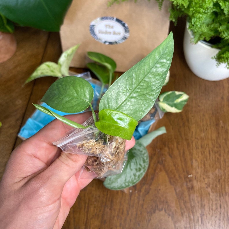 Pothos Sampler Box Cebu Blue Satin Pothos Scindapsus Etsy