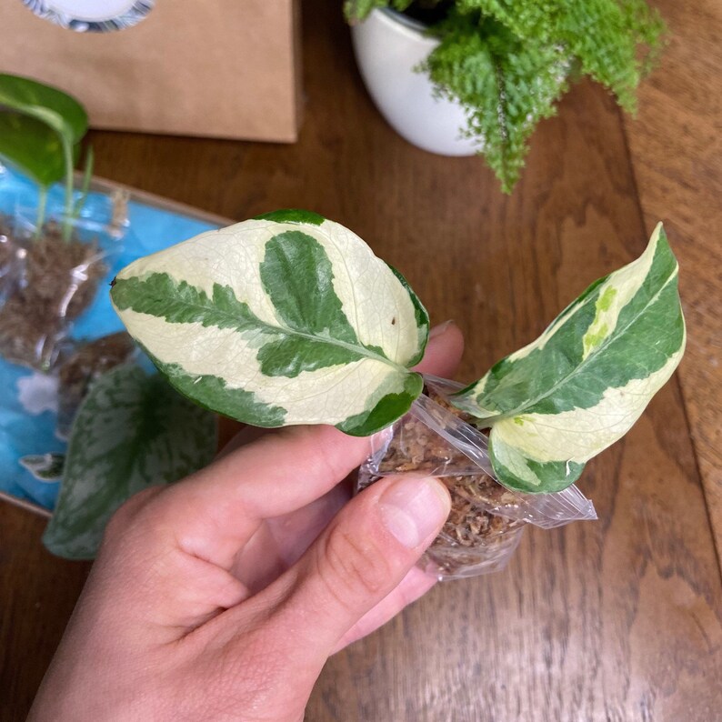 Pothos Sampler Box Cebu Blue Satin Pothos Scindapsus Etsy