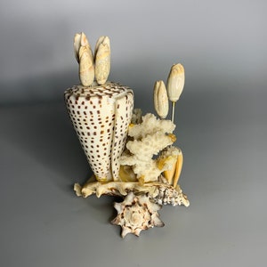 May include: A seashell arrangement featuring a tall, cone-shaped shell with brown spots, surrounded by smaller shells and coral. The arrangement is decorated with several small, white seashells that resemble flowers.