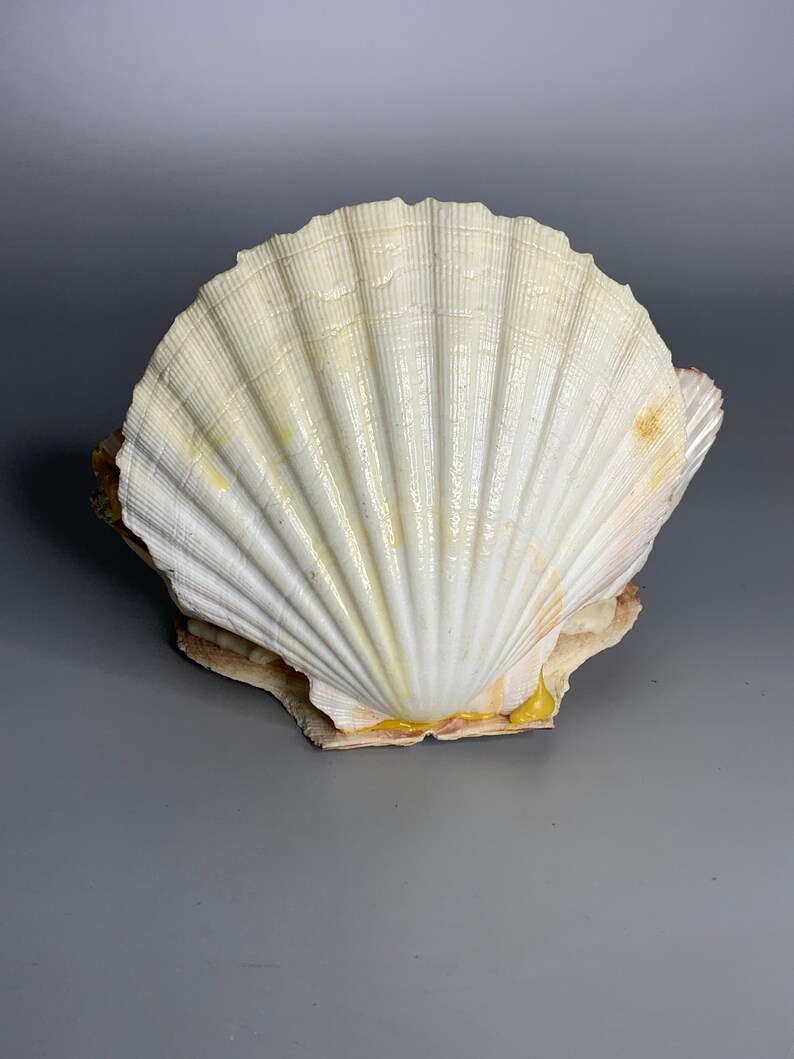 French Vintage Seashell Decoration Fisherman Design Beach Etsy