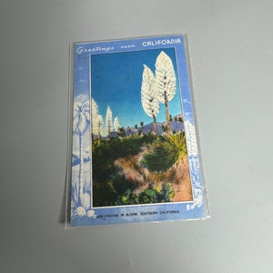 Cartão postal da Califórnia Gardner-Thompson Yuccas em flor em Los Angeles cartão postal antigo de 1920