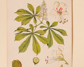 Antique Botanical Poster || Engleder School Chart || Verlag-Schreiber Wall Chart circa 1900s || Vintage Art Decor