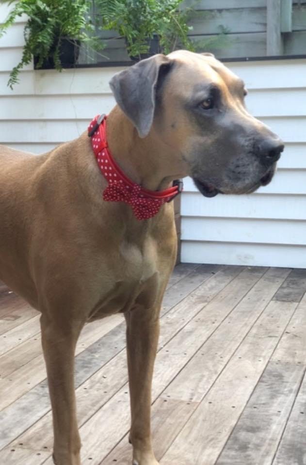 Red and White Polka Dots Collar & Bow Tie Dog Collar Red Dog | Etsy