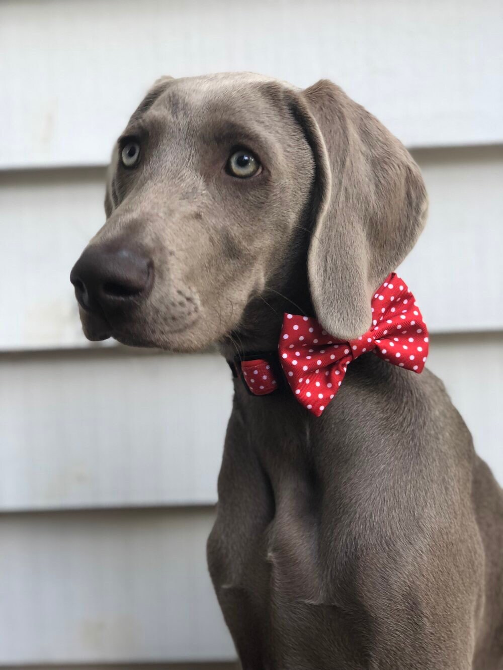 Red and White Polka Dots Collar & Bow Tie Dog Collar Red Dog | Etsy