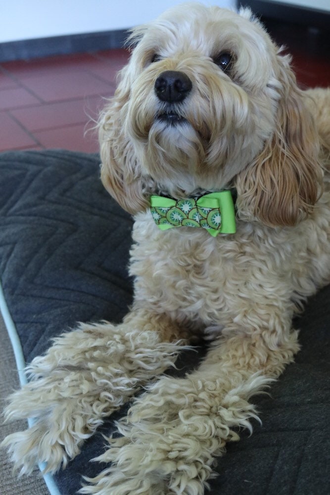 Kiwi Dog Collar and Leash Dog Leash Kiwi Fruit Kiwi Puppy Etsy