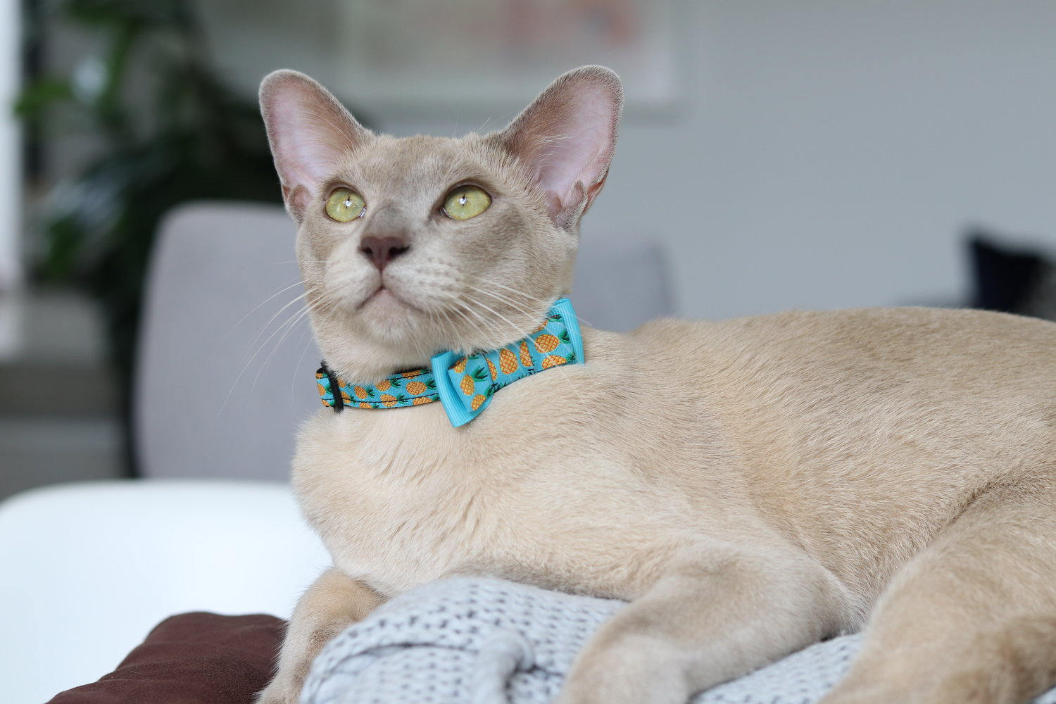 Pineapple Cat Collar Hand Made in Australia Kitten Pineapple Etsy