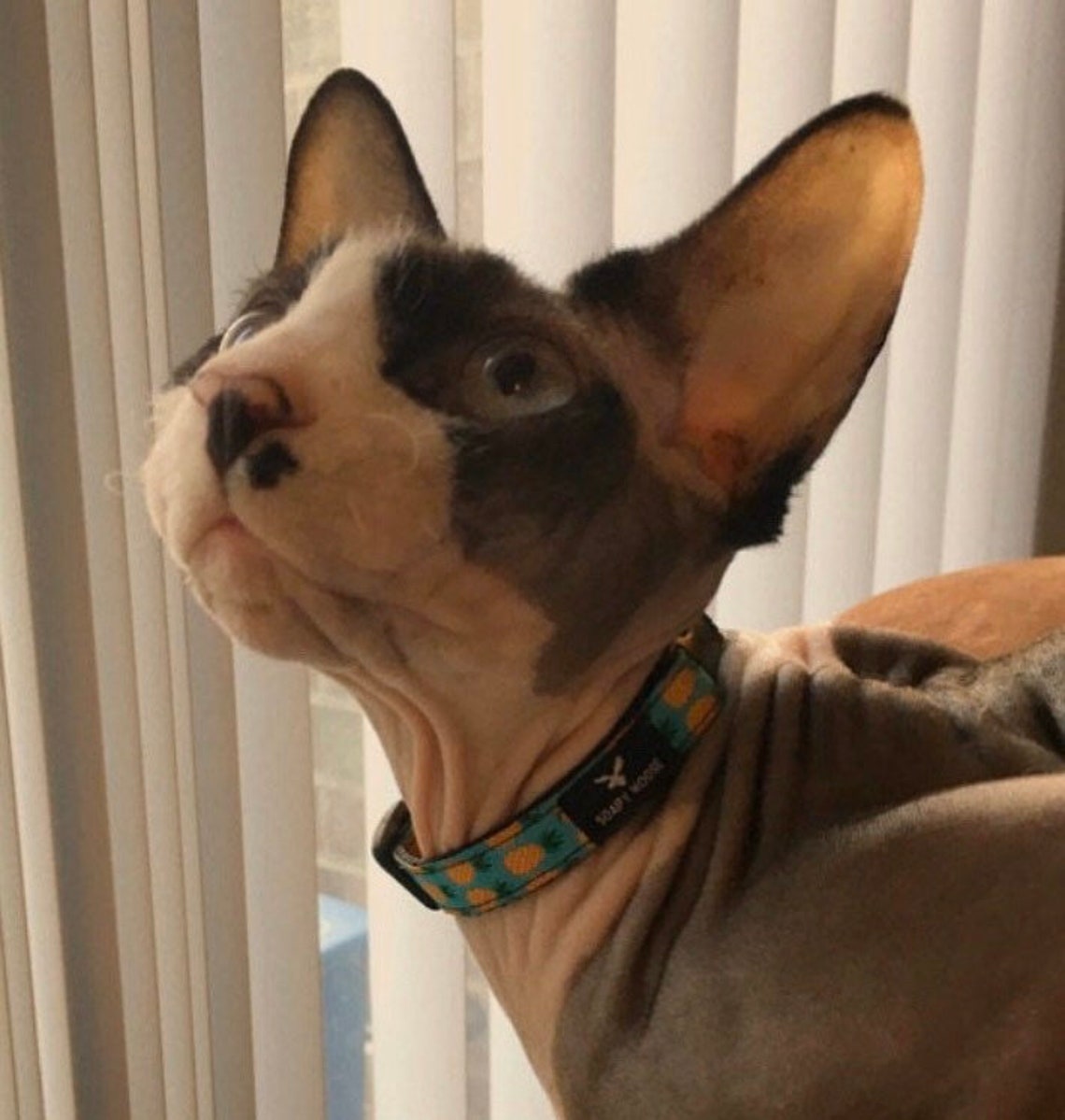 Pineapple Cat Collar Hand Made in Australia Kitten Pineapple Etsy