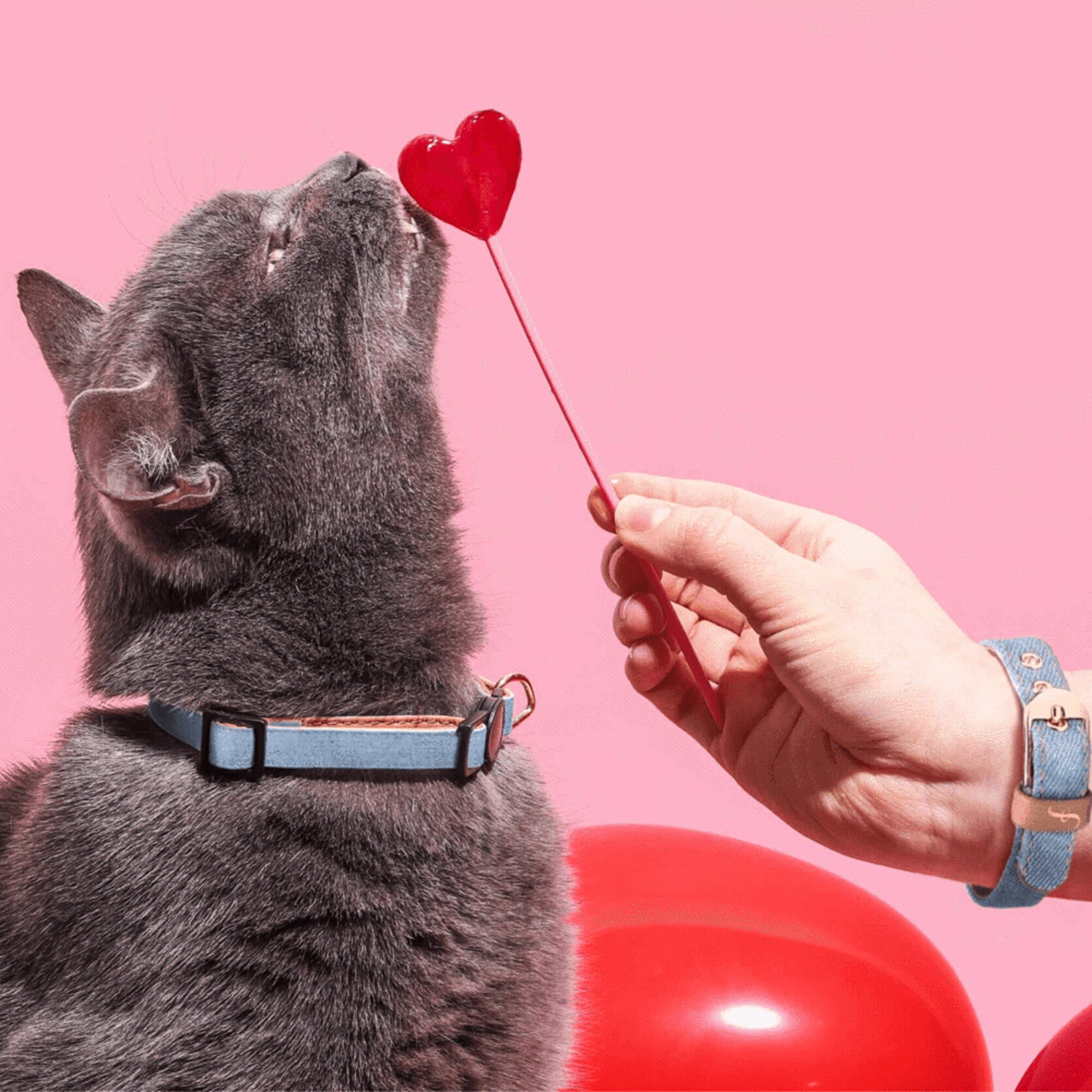 FriendshipCollar Cat Collar and Matching Bracelet Set The Etsy