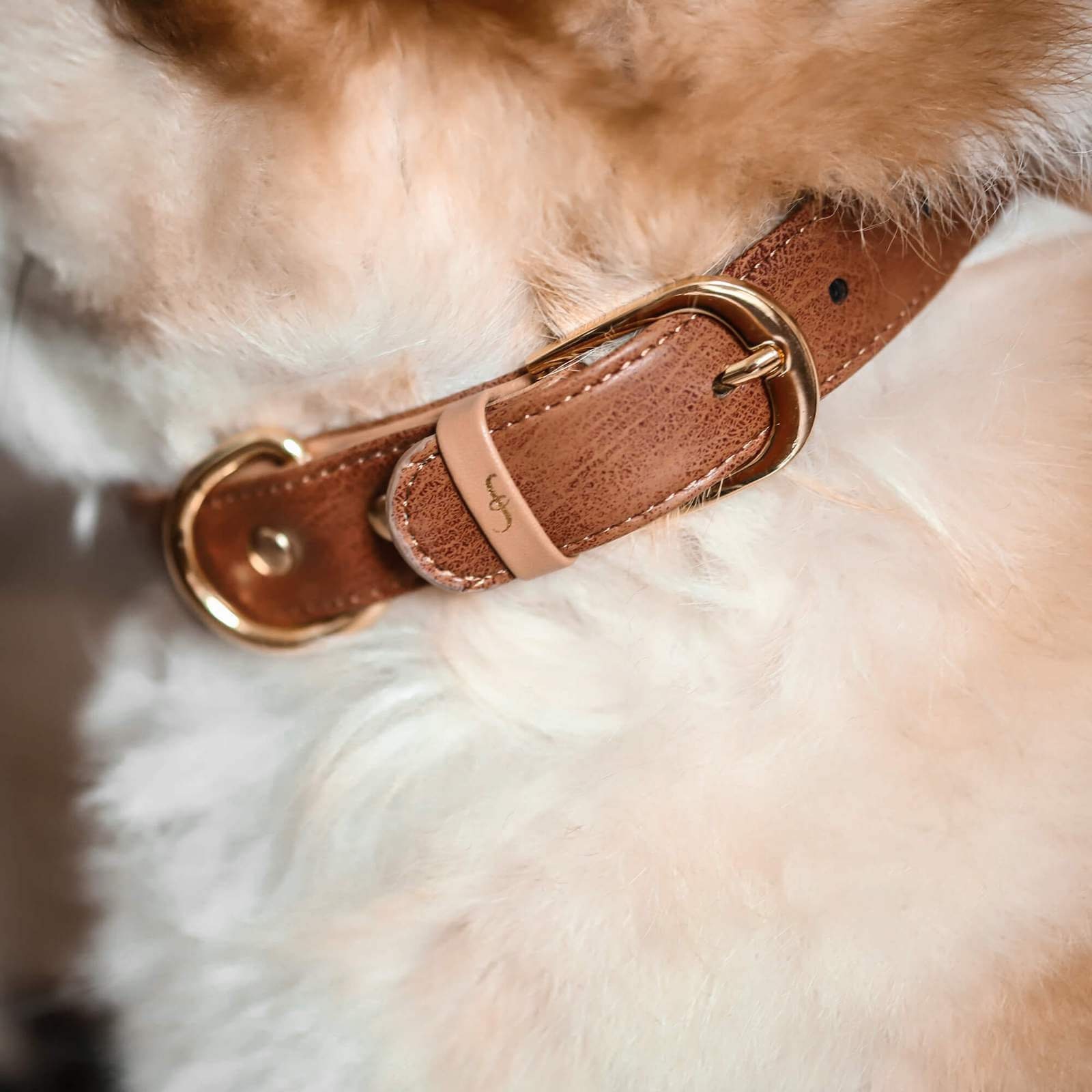 FriendshipCollar Dog Collar and Matching Bracelet Set The Etsy