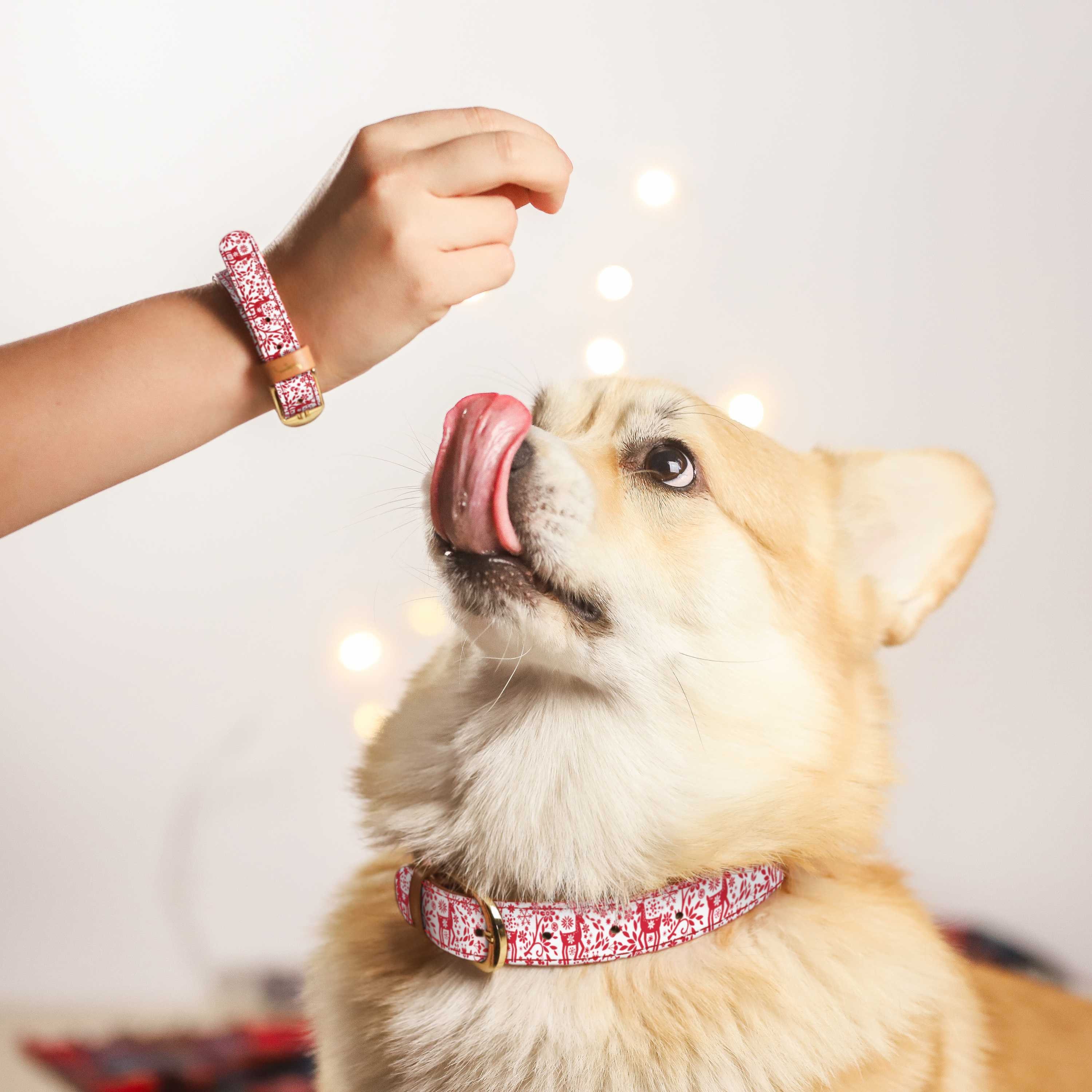 FriendshipCollar Dog Collar and Matching Bracelet Set Etsy