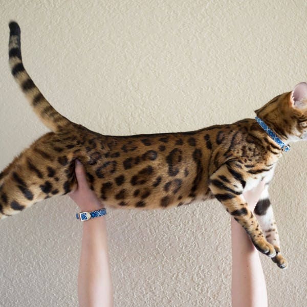 Friendship Collar FriendshipCollarThe Friendship Collection Etsy