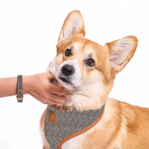 Friendship Collar Great British Canine Harness #friendshipcollar