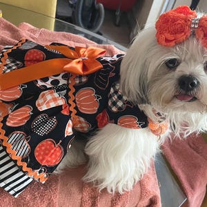 Harvest pumpkin dog dress harness dress thanksgiving/ Halloween dog dress