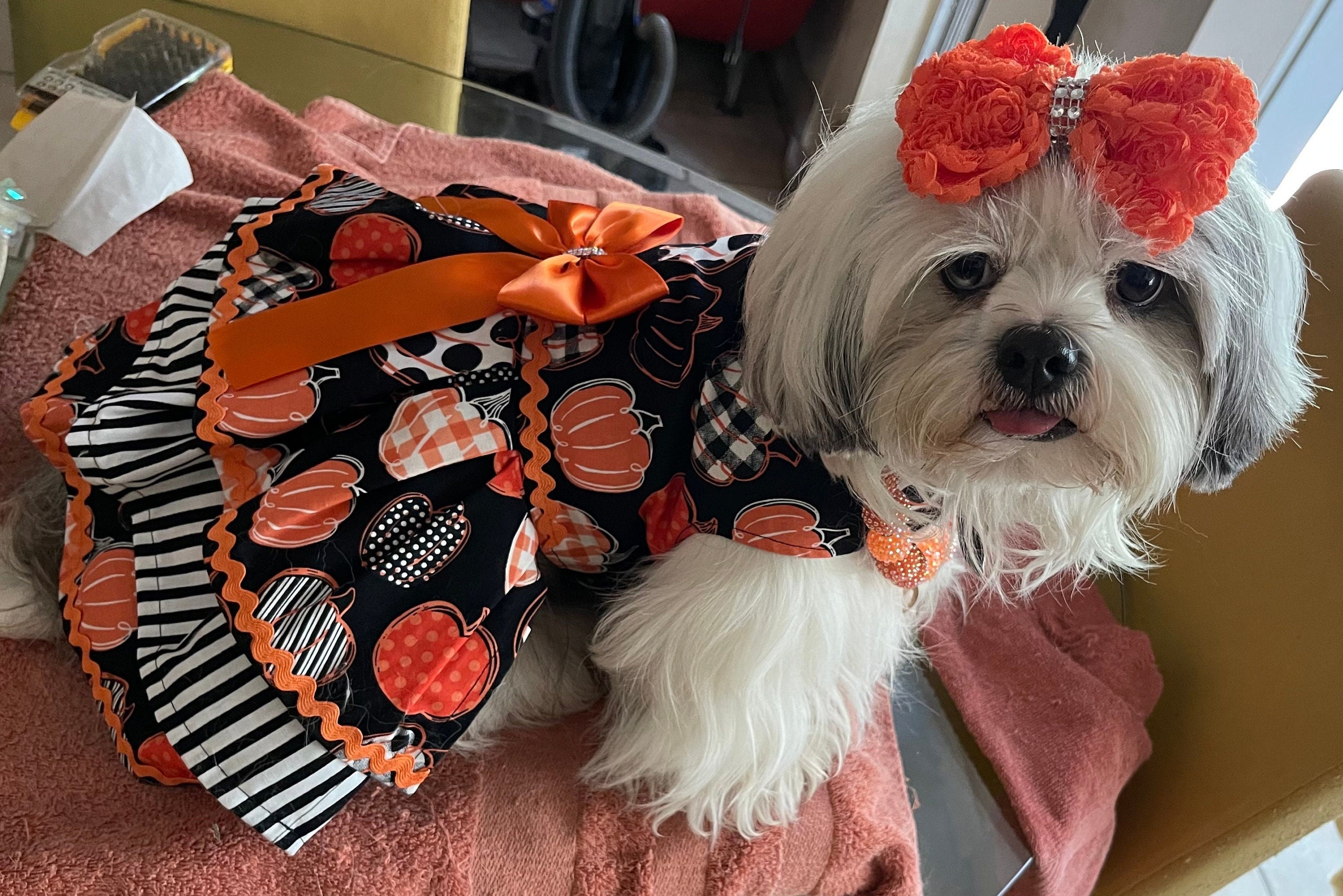 Harvest Pumpkin Dog Dress Harness Dress Thanksgiving - Etsy