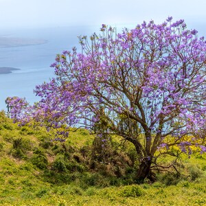 Jacaranda Tree with Molokini in the background