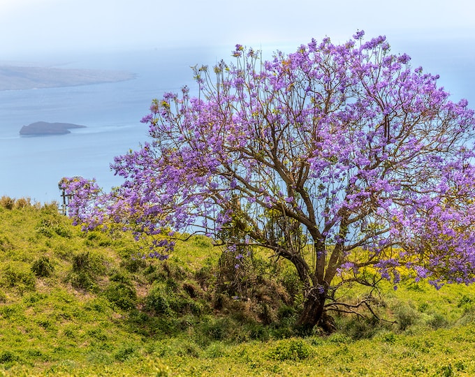 Jacaranda Tree with Molokini in the background