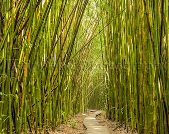 Bamboo Path
