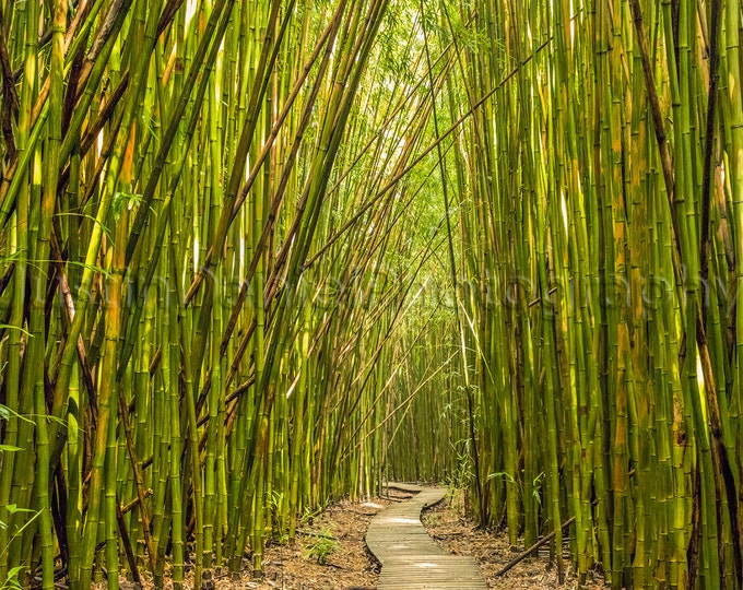 Bamboo Path