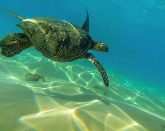 Green Honu